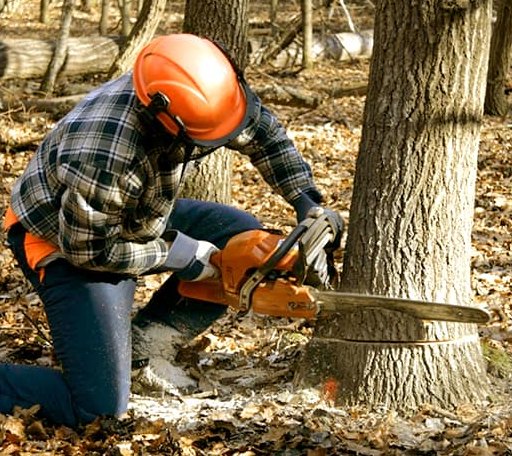 Tree Removal in Hambleton, WV